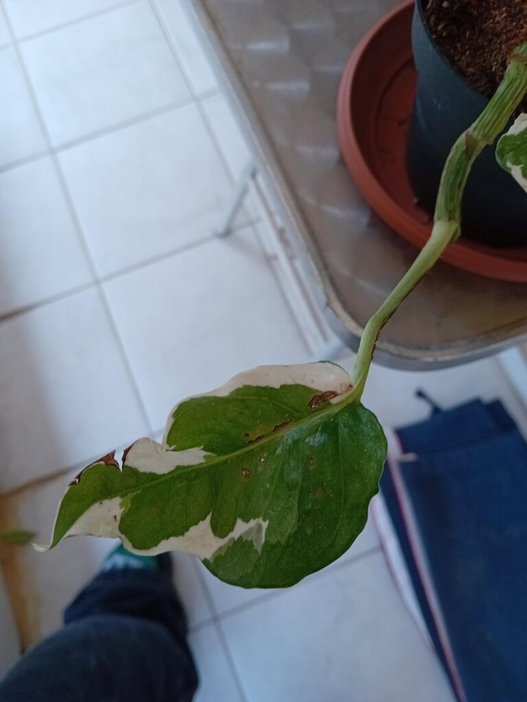 What does my pothos have?