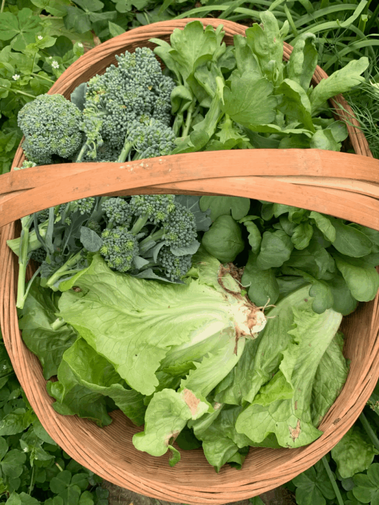 A little basket of happiness from this morning’s harvest.