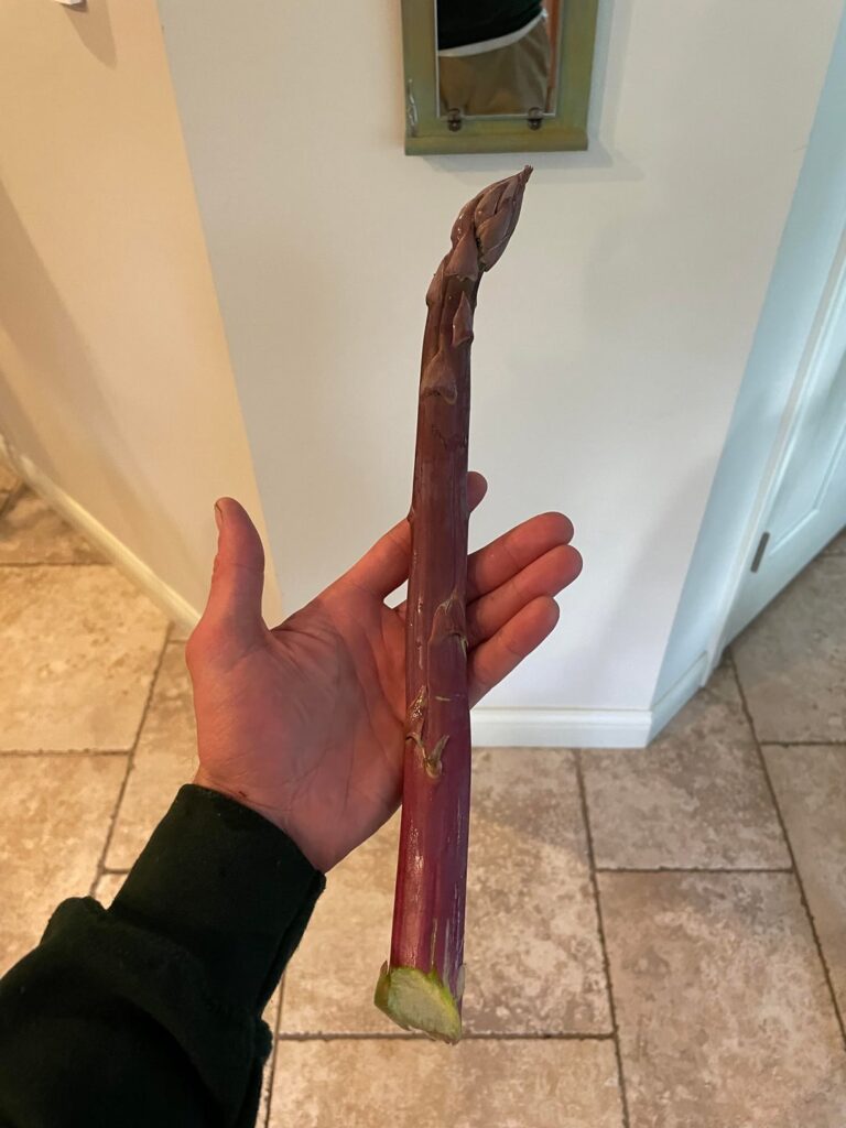Big Asparagus™️ from last year’s harvest that just got me kicked out by the prudes r/gardening for 30 days.