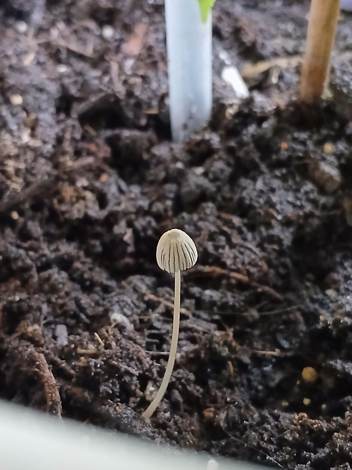 What kind of fungus grows at the foot of my plant? What kind of fungus grows at the foot of my plant?
