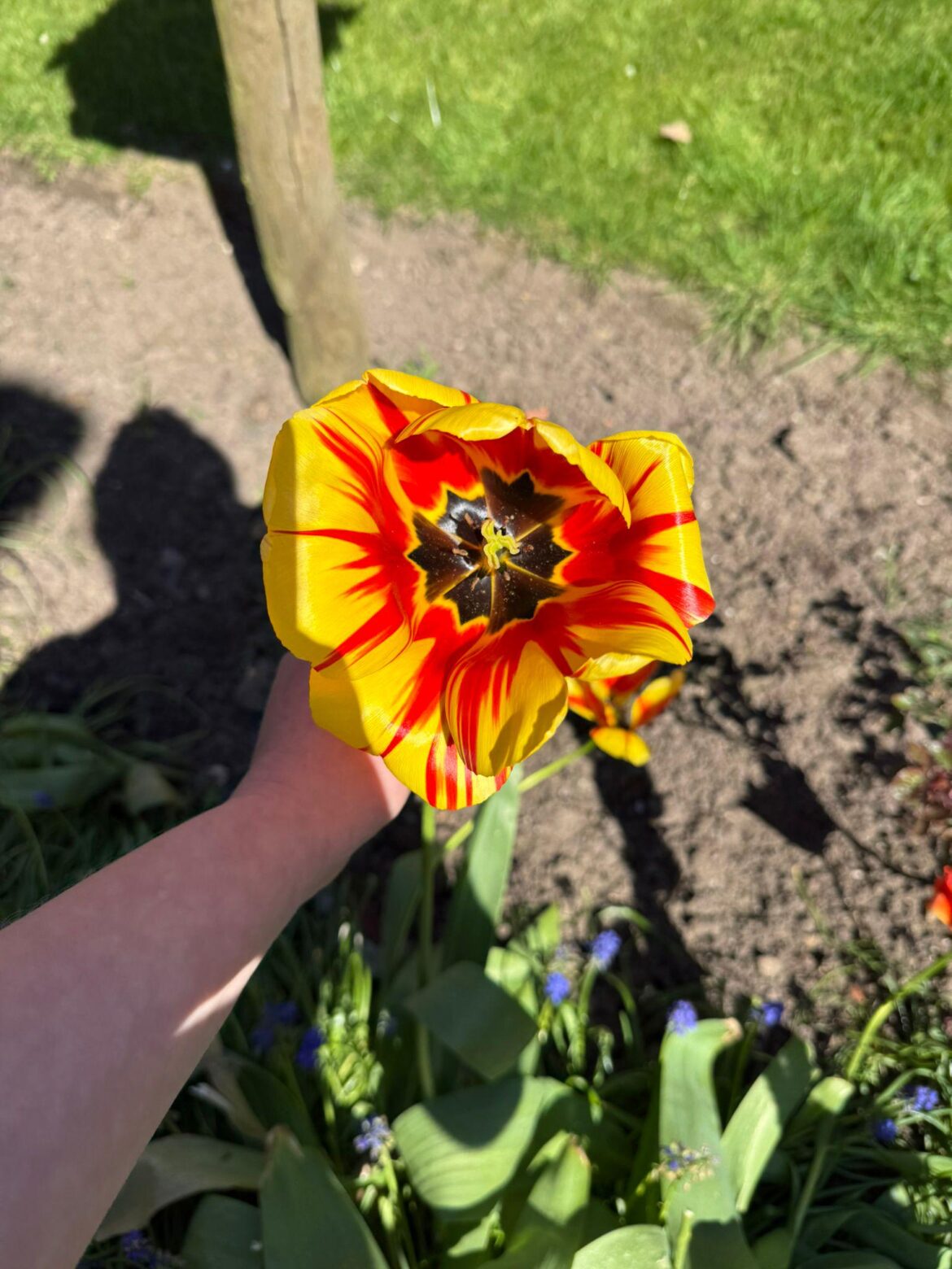 Beautiful UK garden tulip