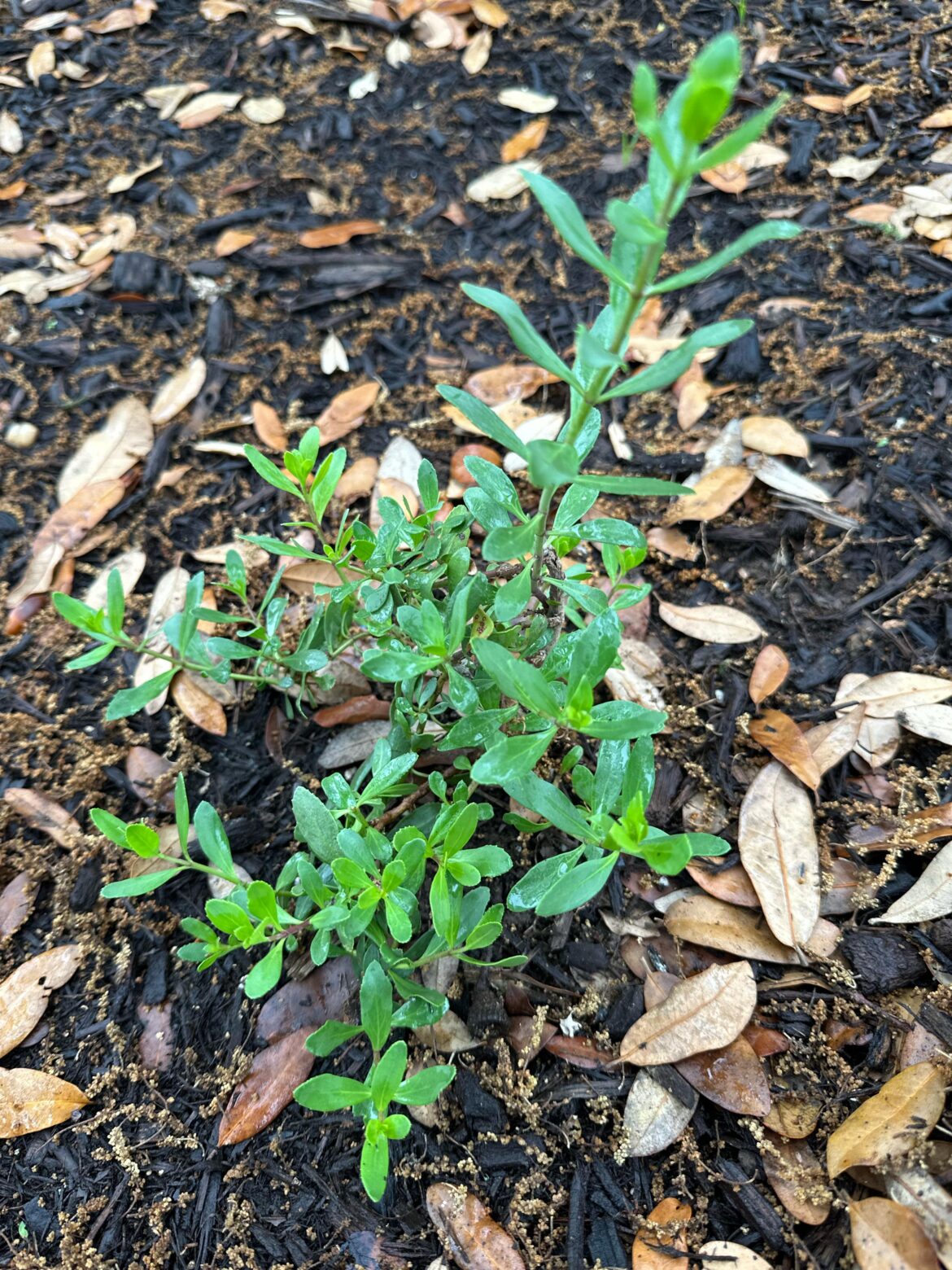 Help me ID this native plant