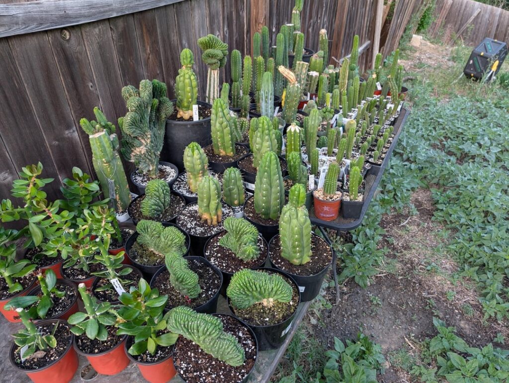 Evening garden pics and rooting cuttings…. Evening garden pics and rooting cuttings....