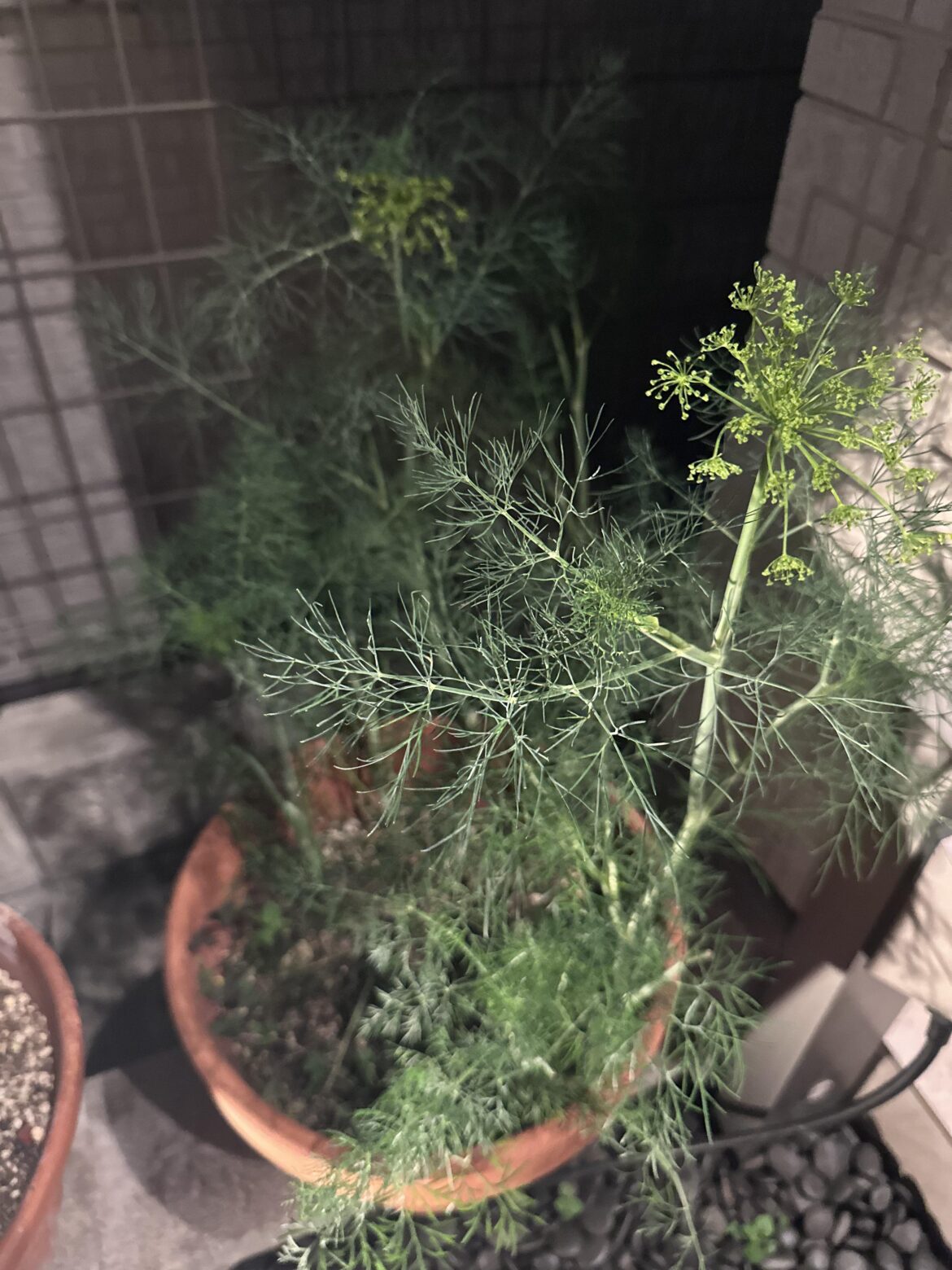 What to do with my Dill? What to do with my Dill?