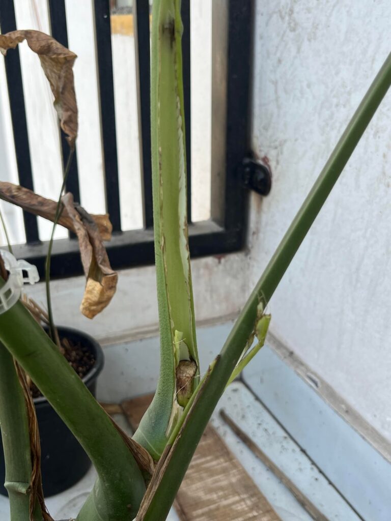 My monstera new growth is destroyed by monkeys help what should i doo????