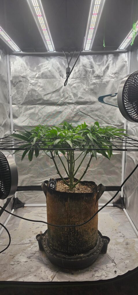 Daytime 43 on this gal