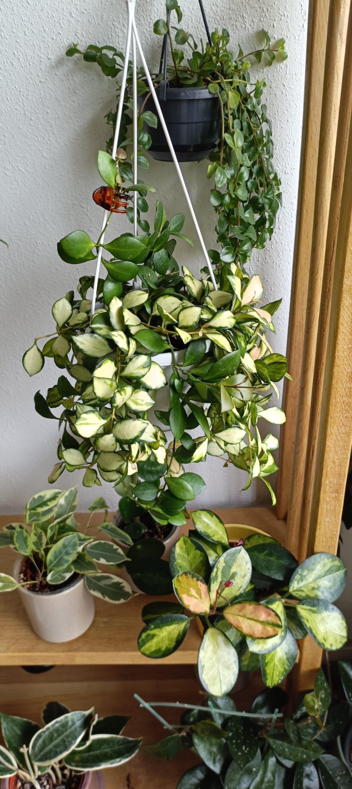 How to exterminate mealybugs once and for all? How to exterminate mealybugs once and for all?