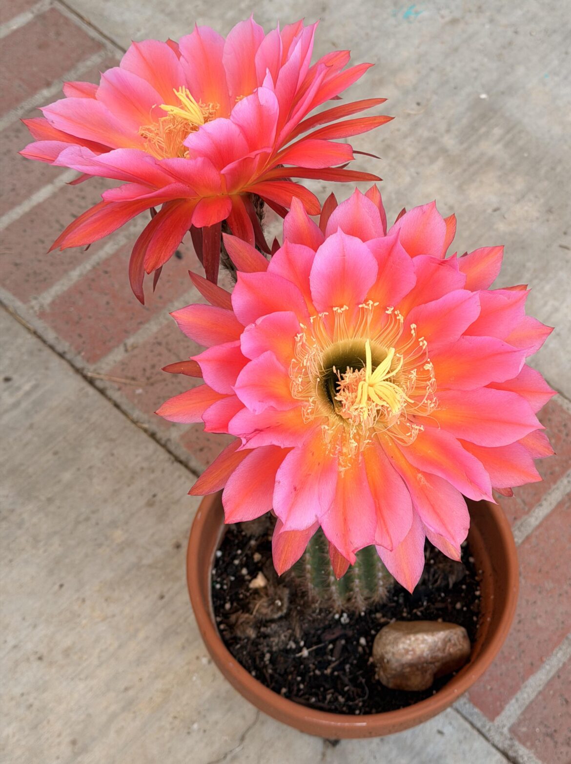 My Flying Saucer bloomed early this year