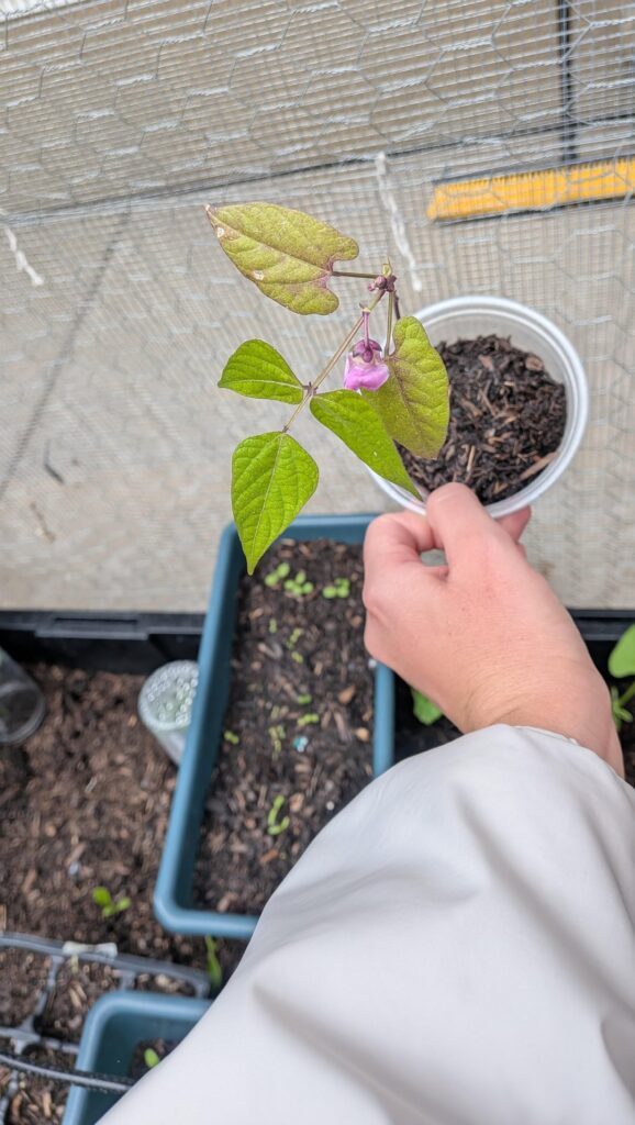 Garden Volunteer That Stumped Google Lens