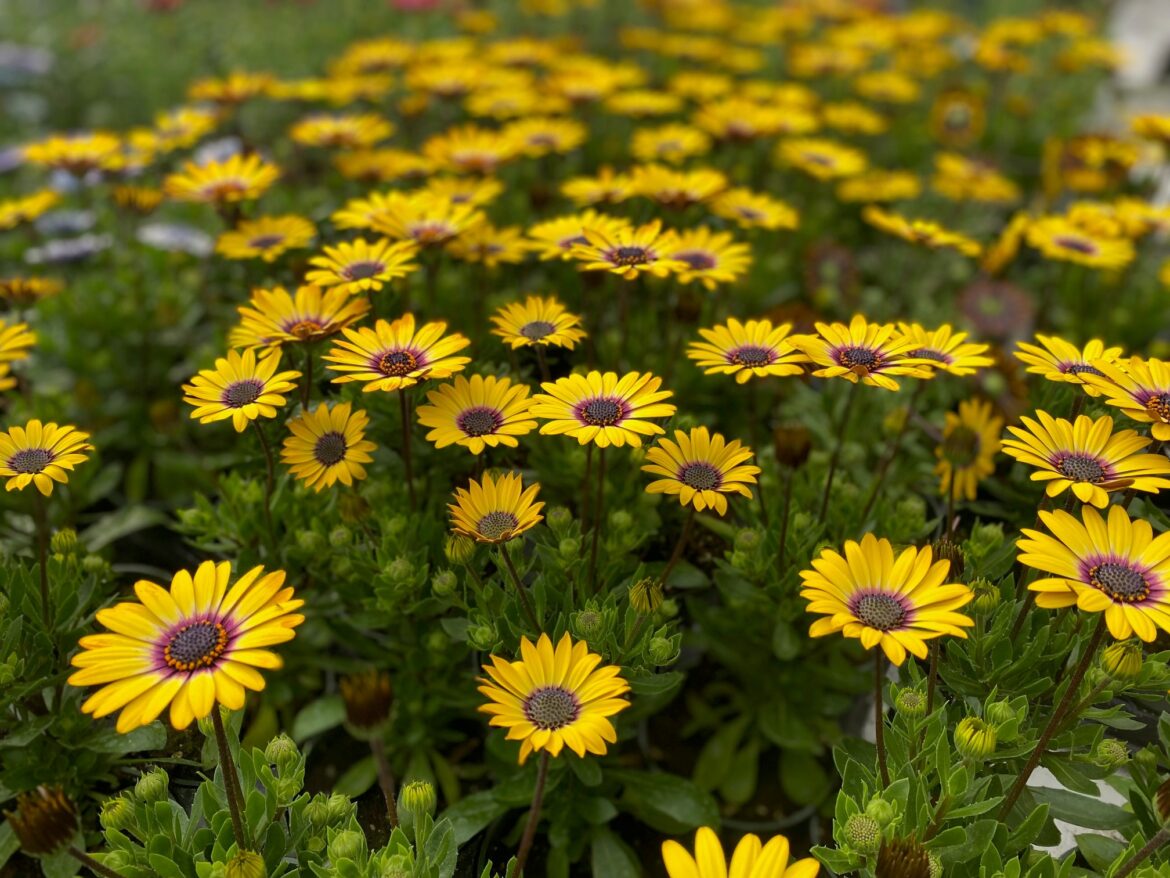 In the Garden: Early colour for containers