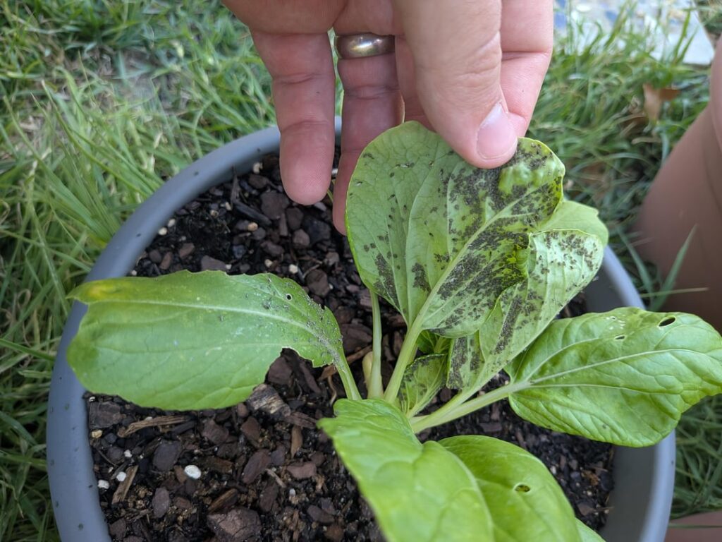 Guess my Bok Choy is a trap crop this year