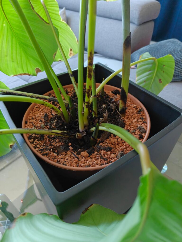 What are these black spots?