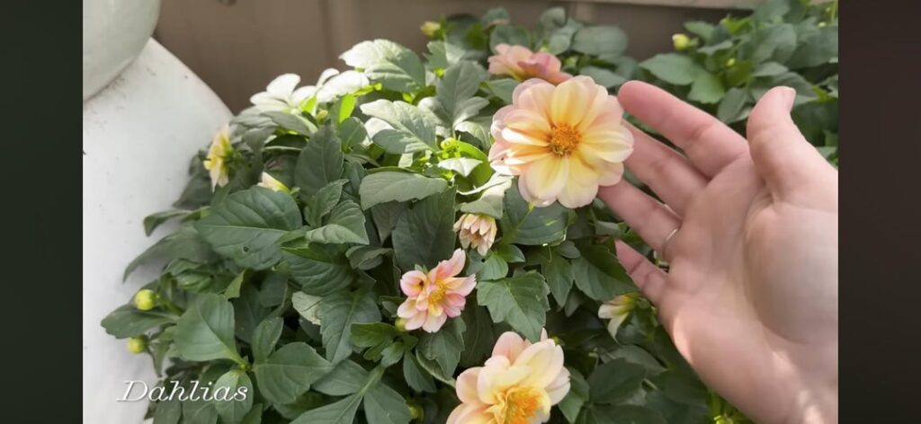 What dahlia is this?