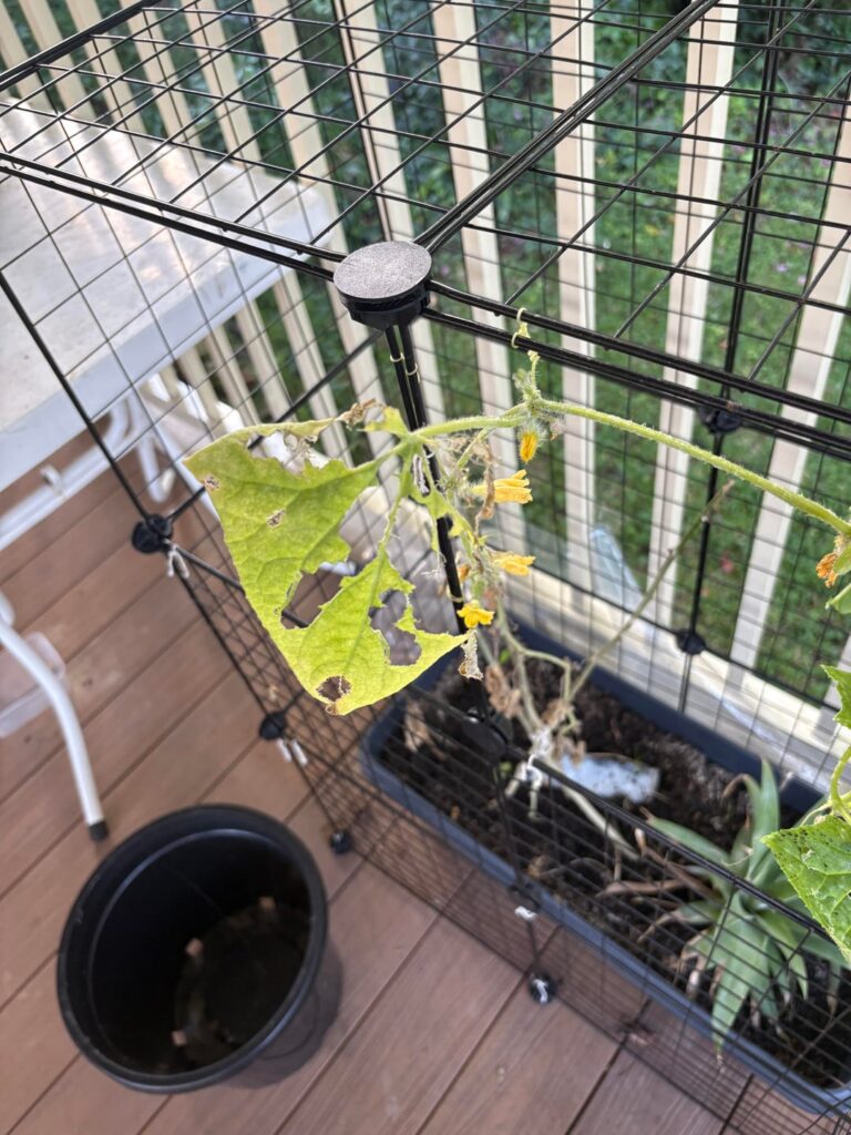 Please help me save my cucumber plant