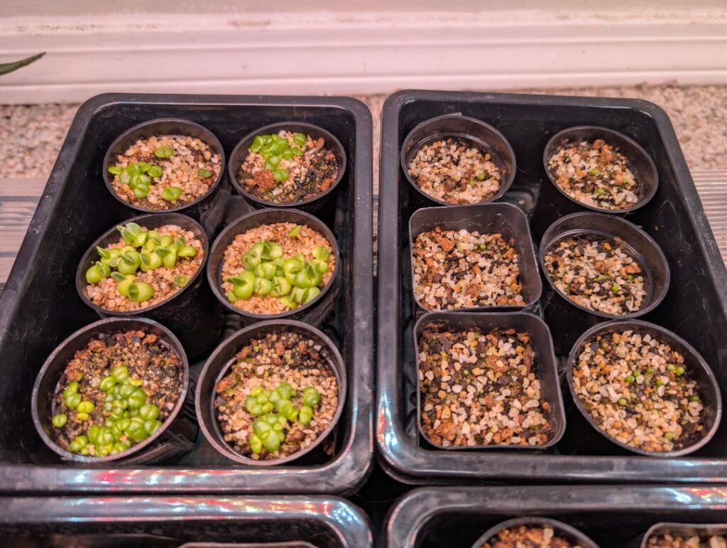 Help with conophytum seedlings? Help with conophytum seedlings?