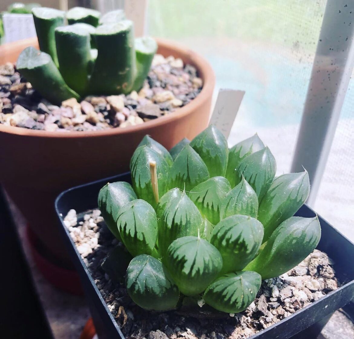 Haworthia cooperi