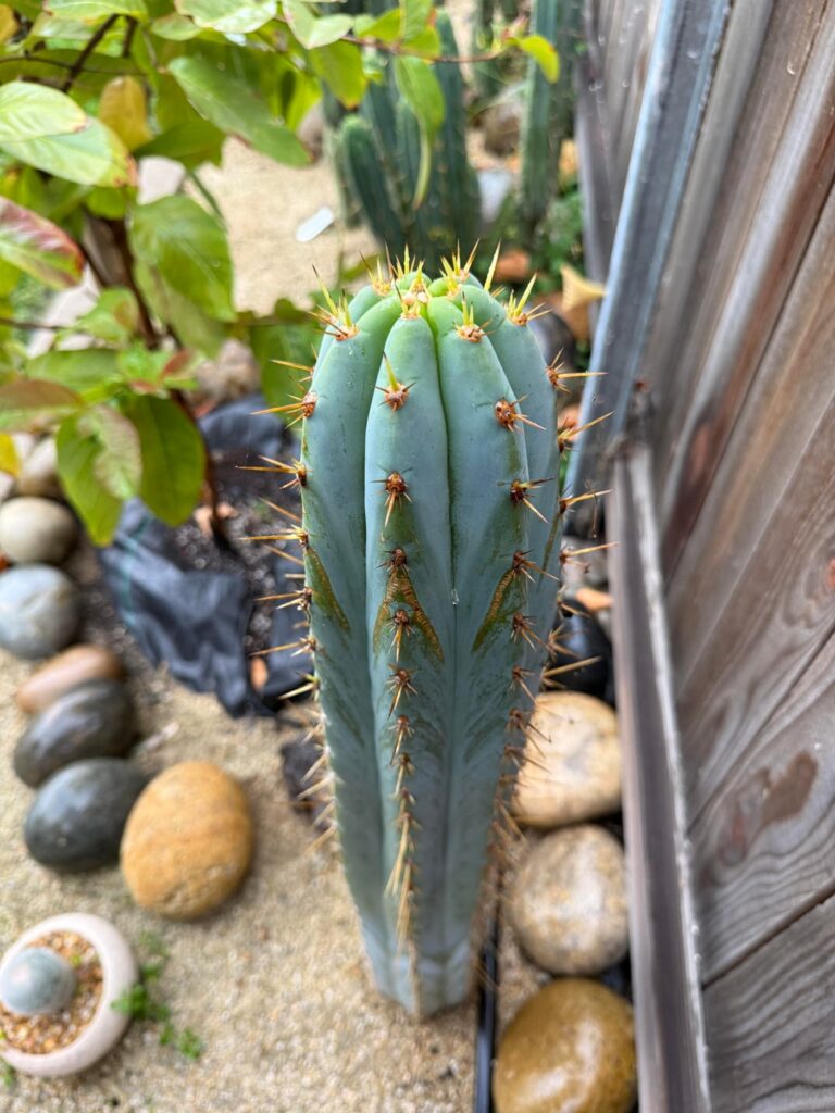 🌧️ Rainy Weather 🌵