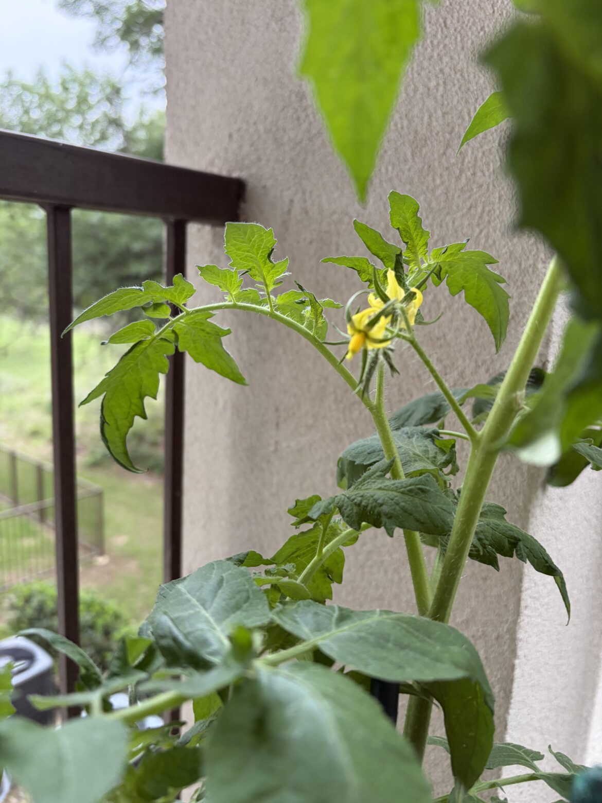 I’m so excited for my tomatoes