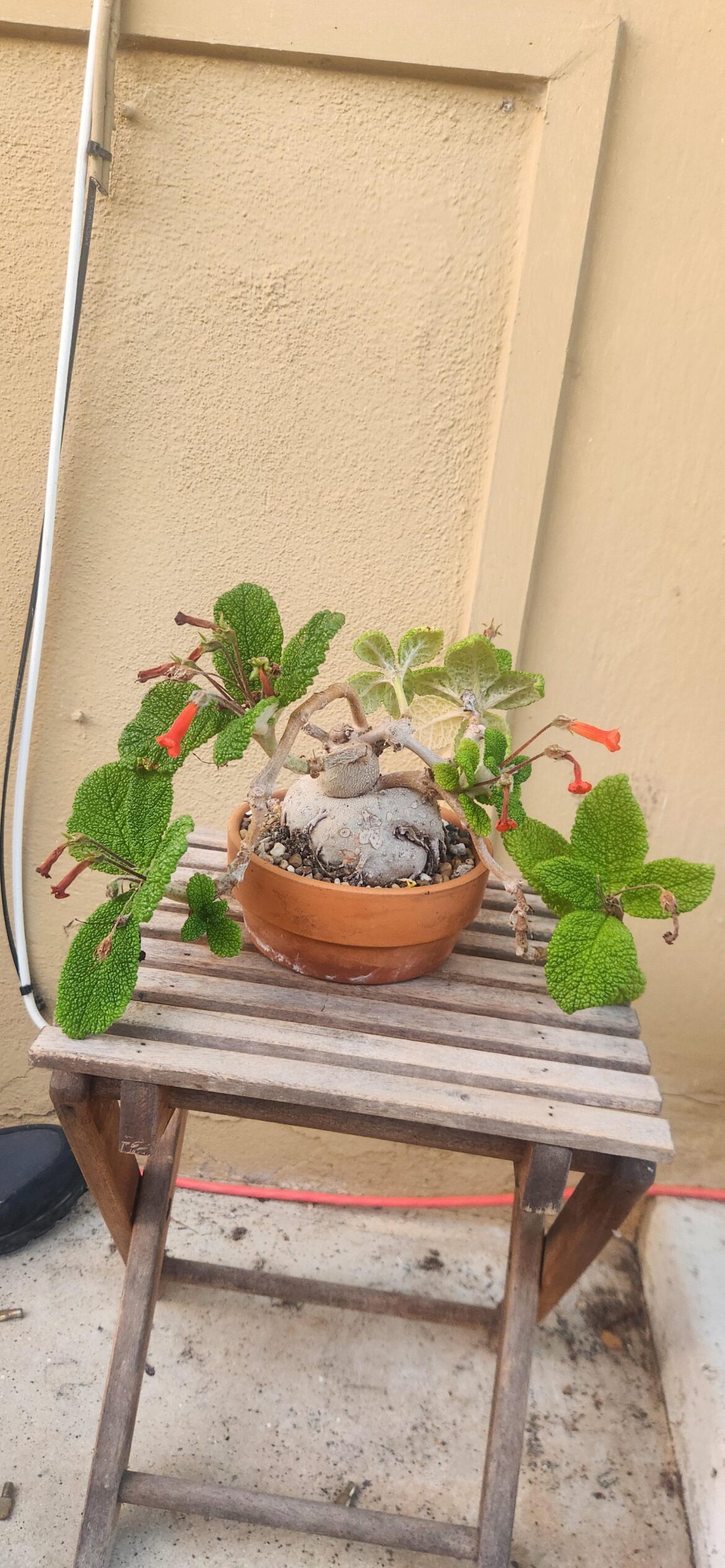 flowering sinningia