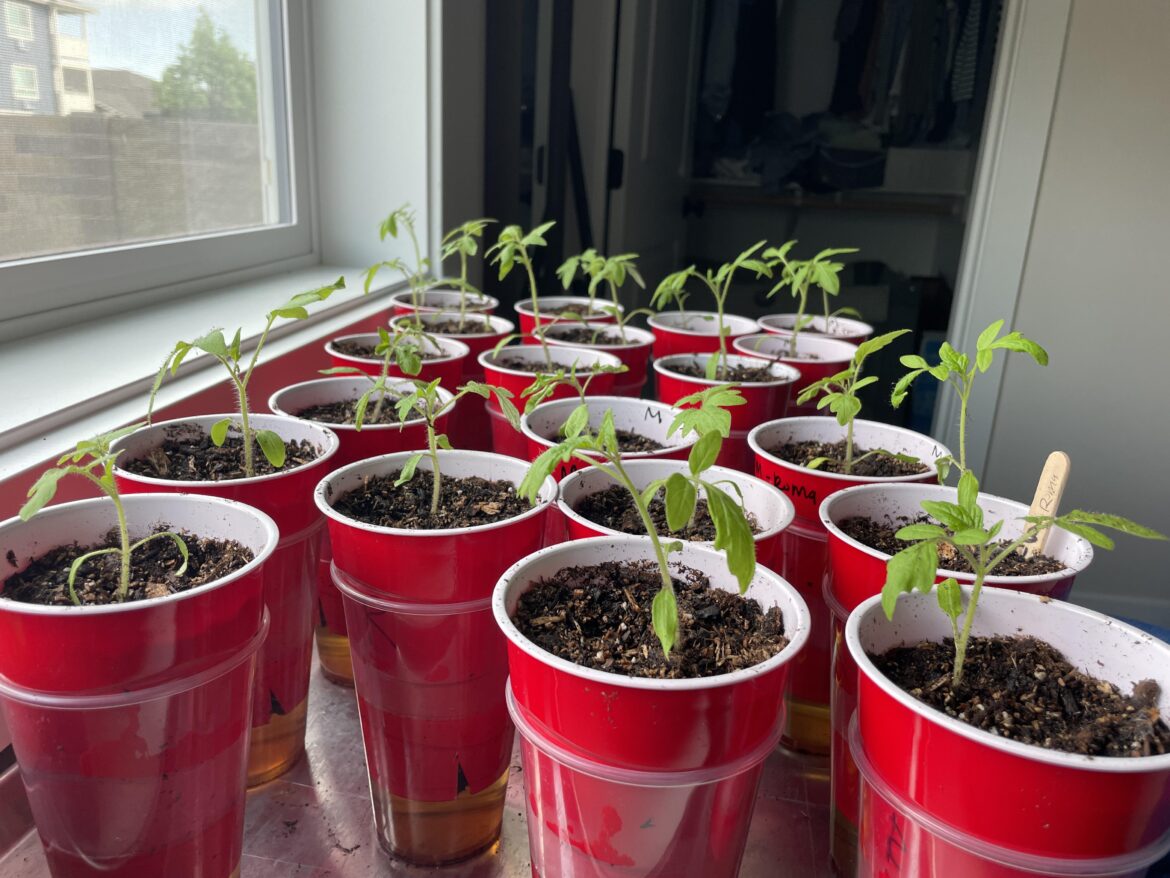 Tomato starts-first timer with questions!