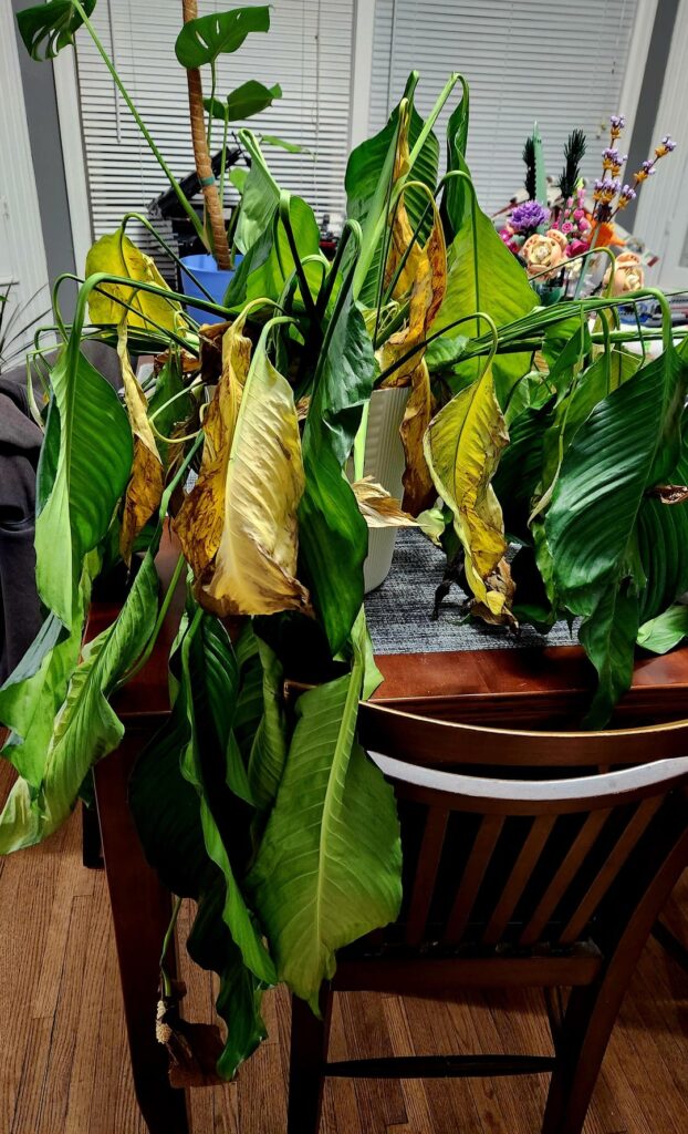 Peace Lily Clearance Rack Rescue