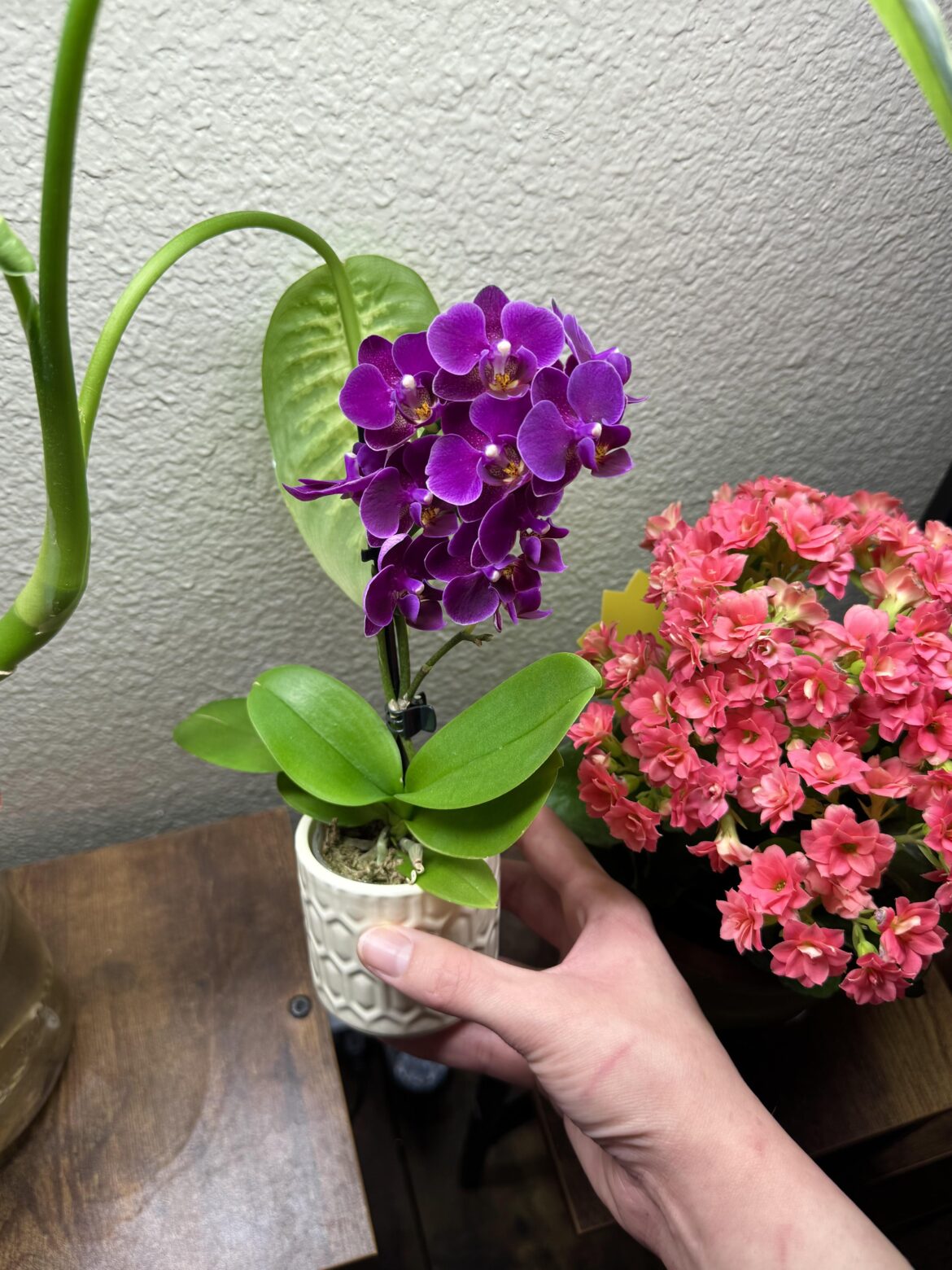 Been waiting a small while for them to all bloom 💜