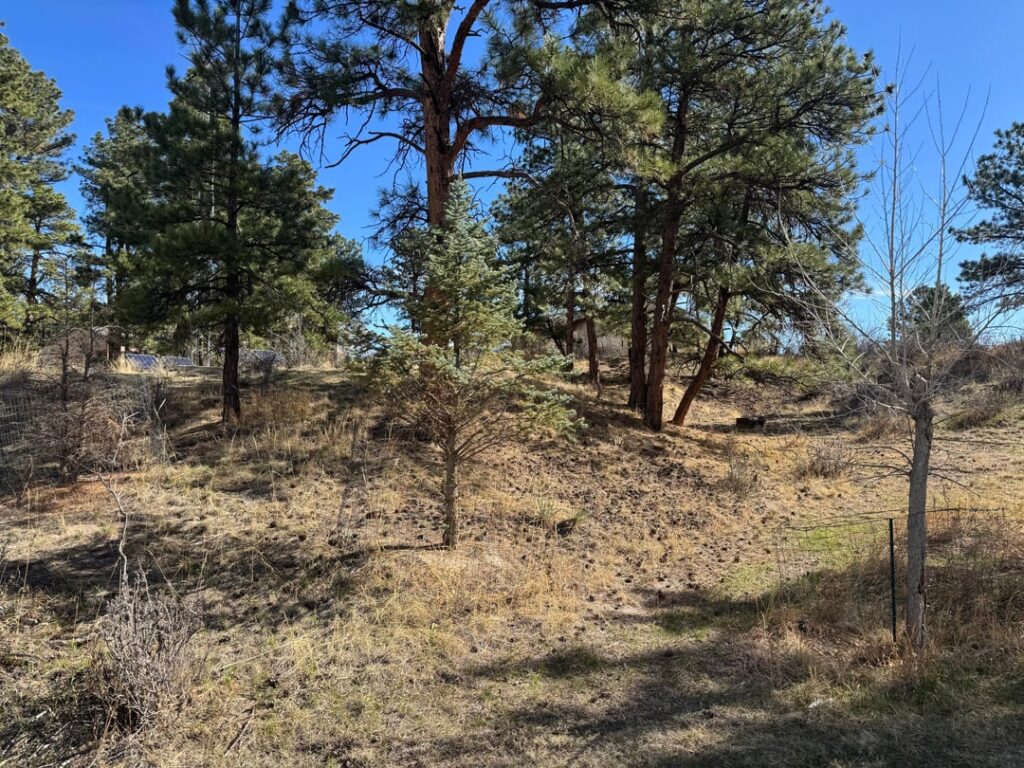 Question about pine needles