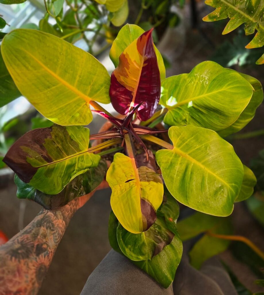 Philodendron vr. "Red Moon"