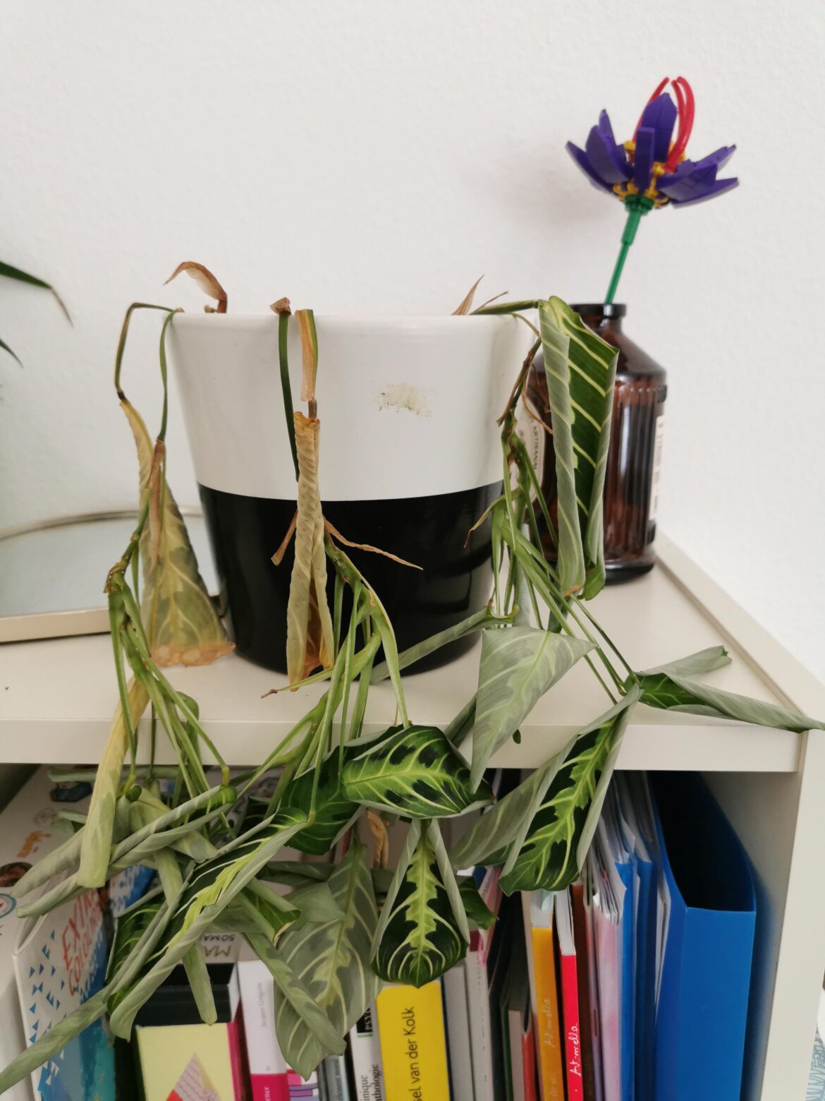 Help with my maranta