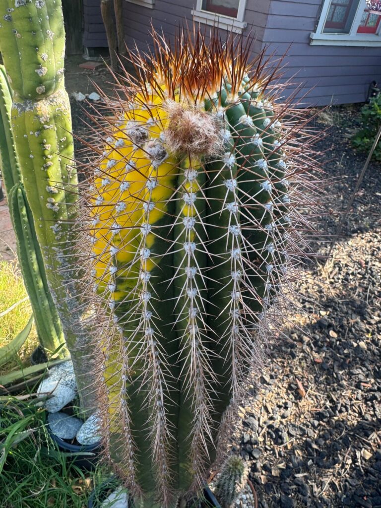 Leilani coming along with flower buds