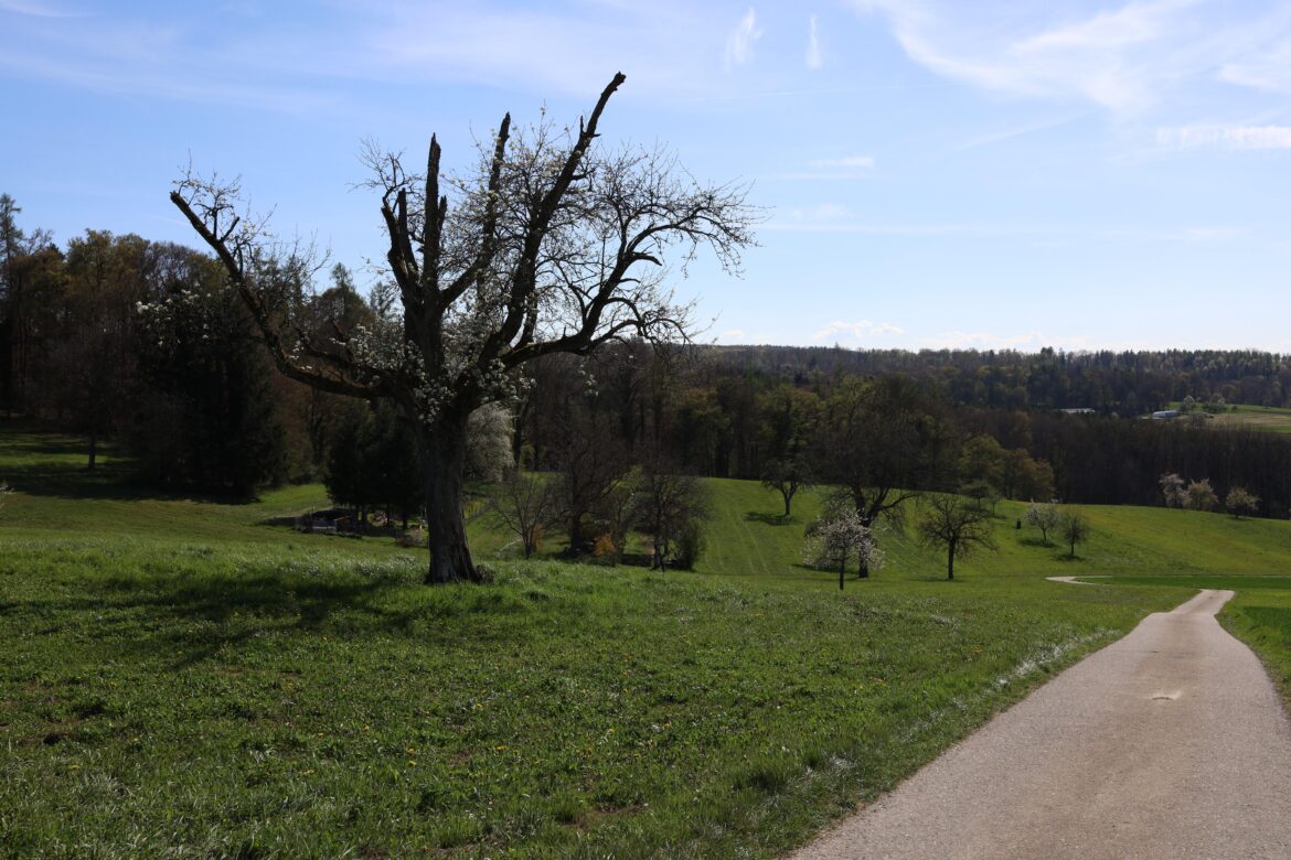 Chestnuttree
