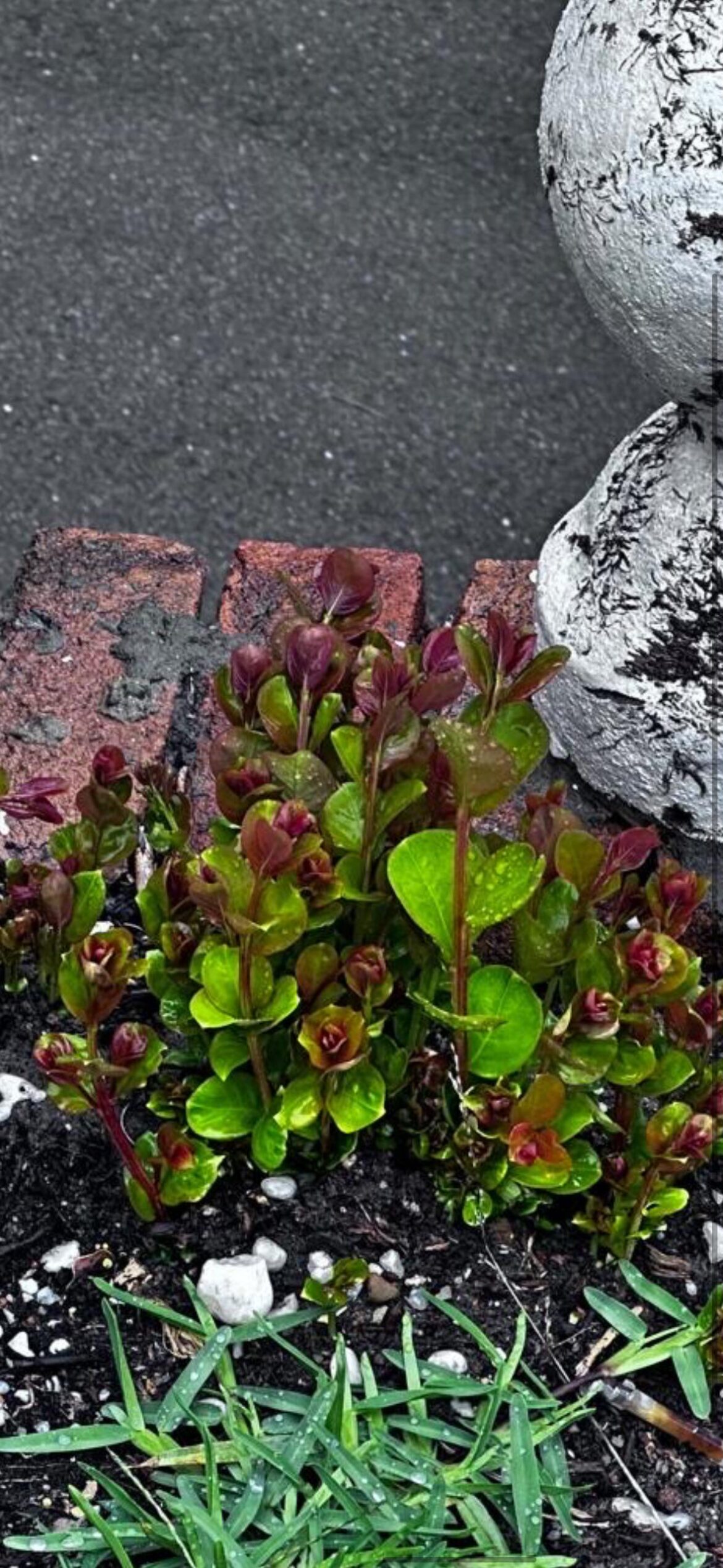 What is this plant? What is this plant?