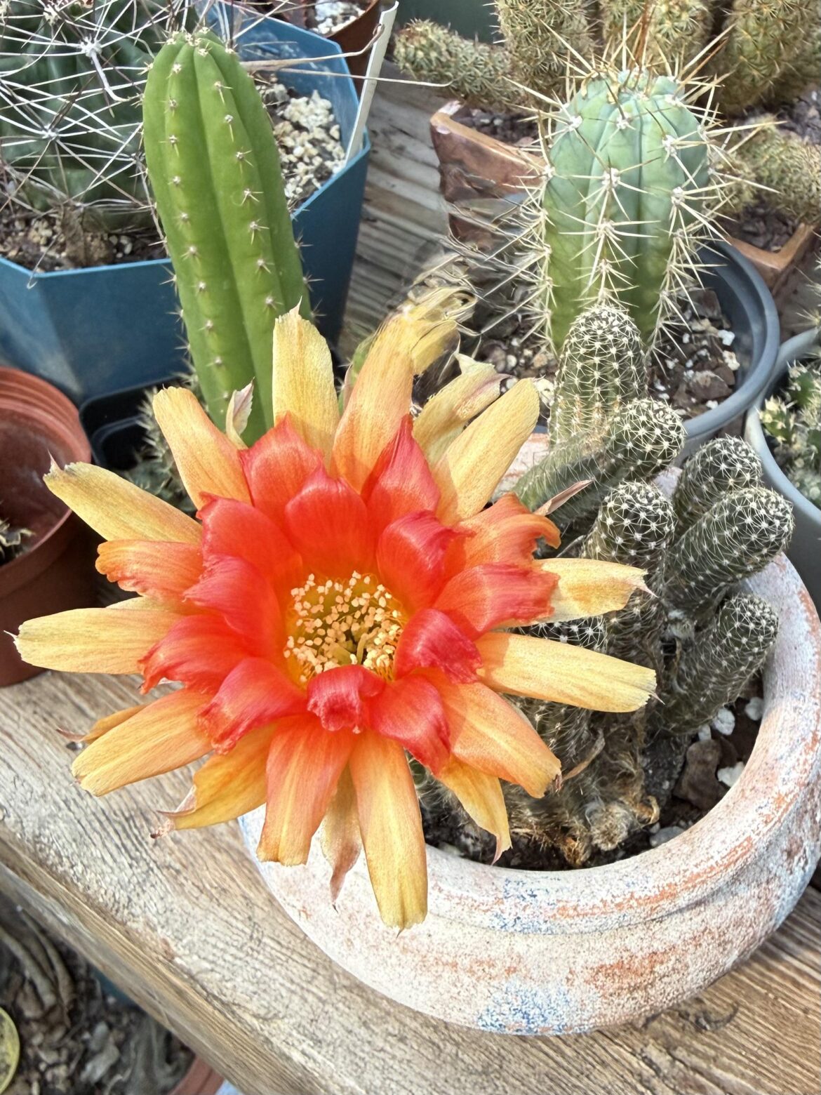 Today’s bloom