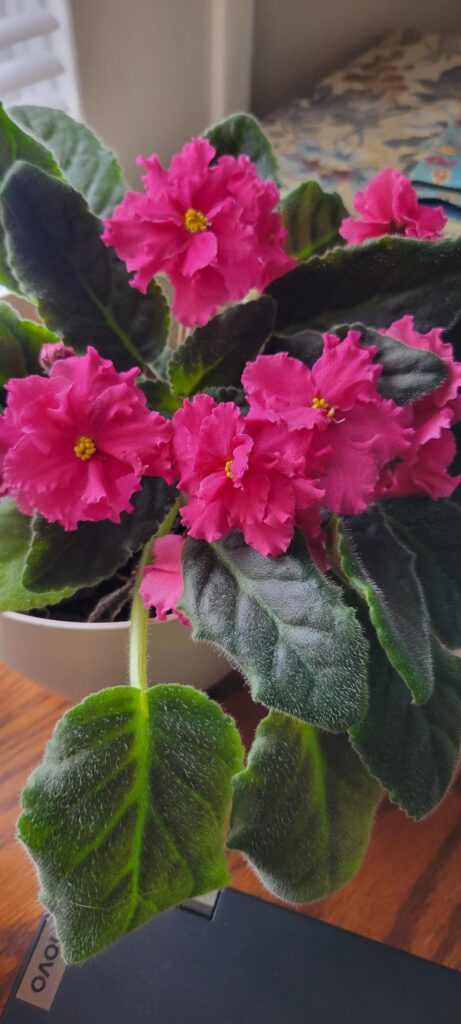 Long Leaves?