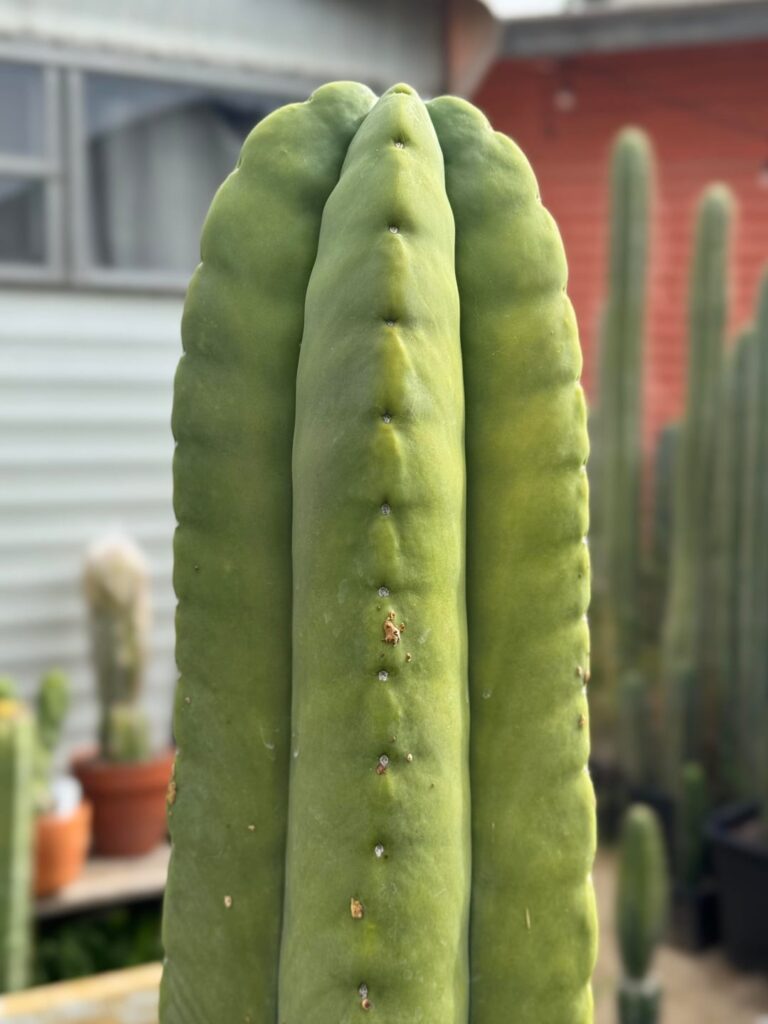 NZ Kiwi Gold