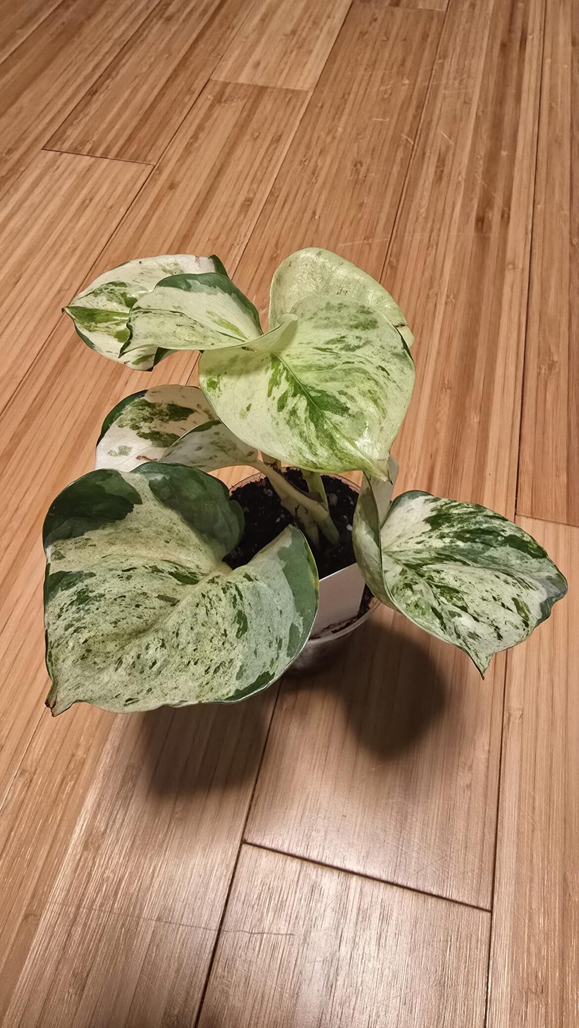 Is this a Pothos Manjula/Happy leaf or a Marble queen?