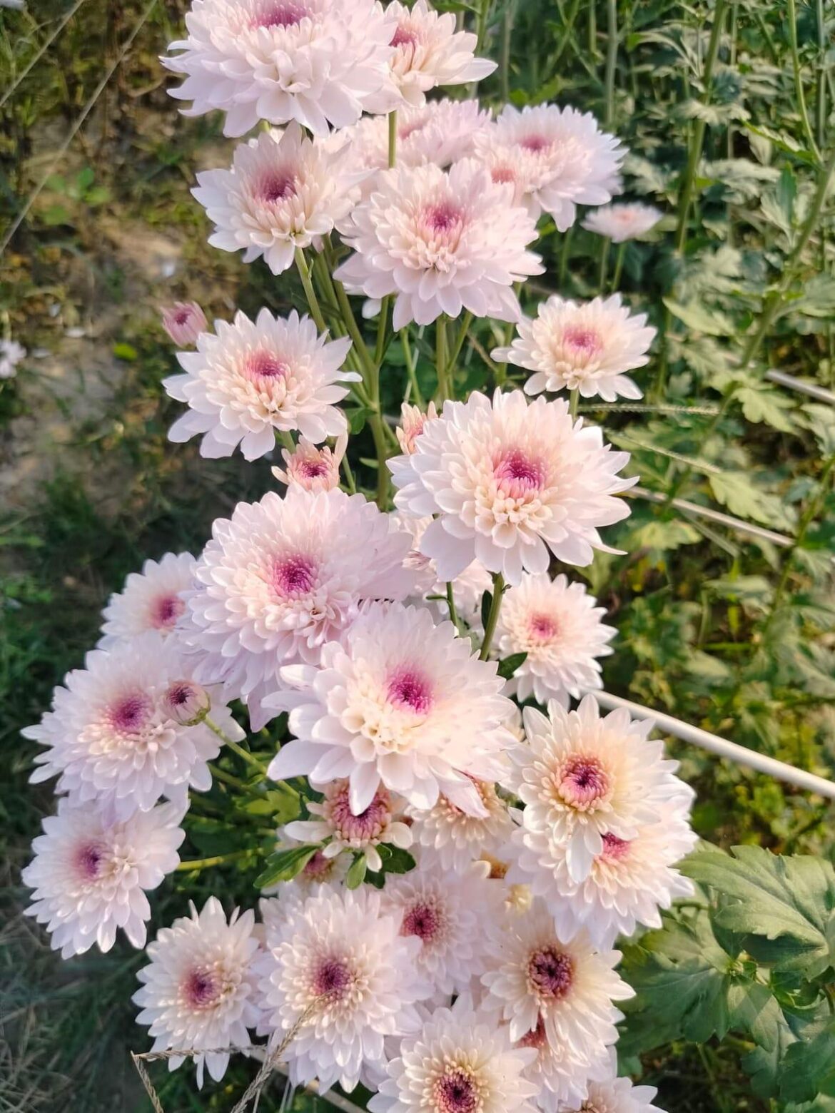 Good morning 🌸