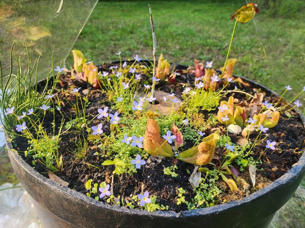Bog garden glow up