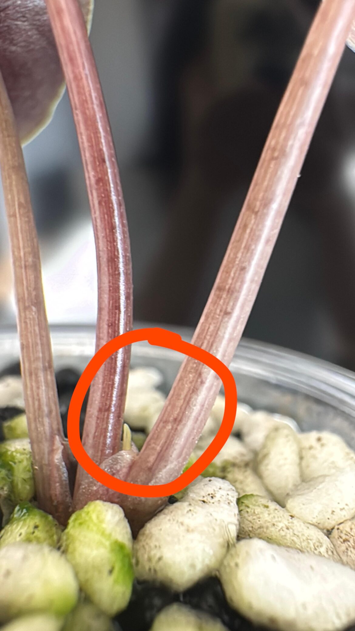 What is coming out on my pink chani’s stem??