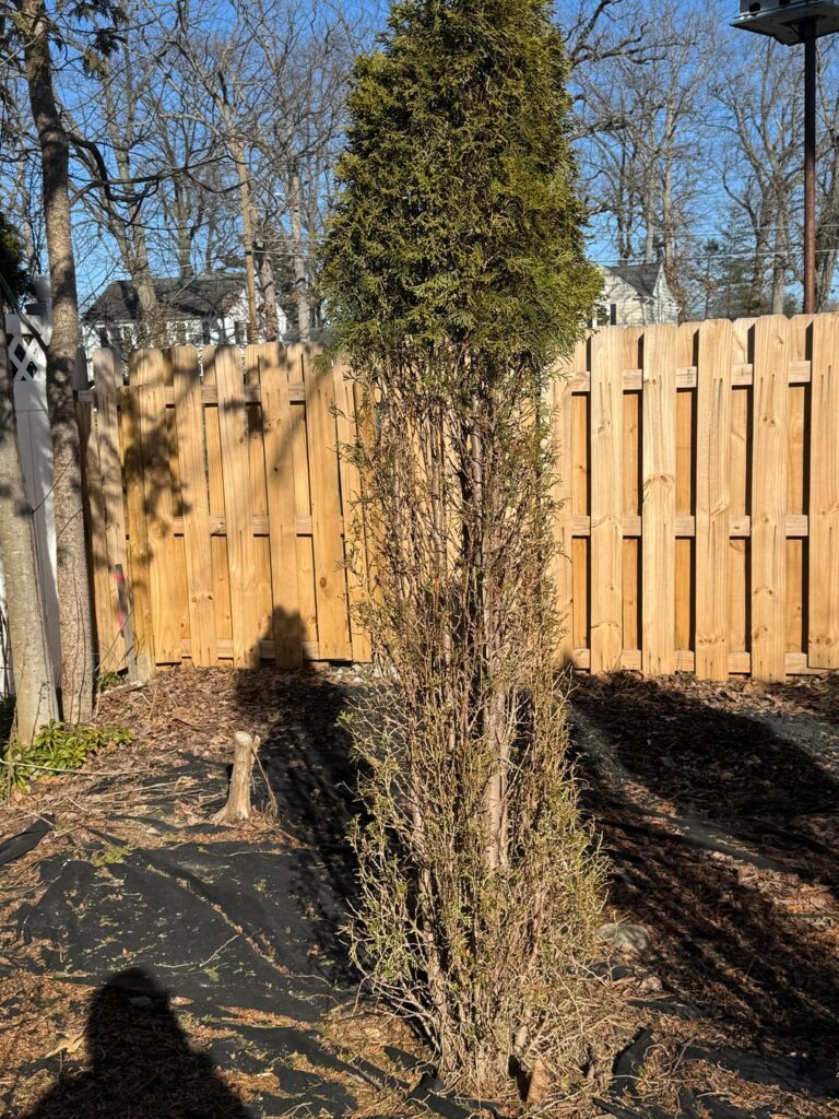 Arborvitae-Any Hope?