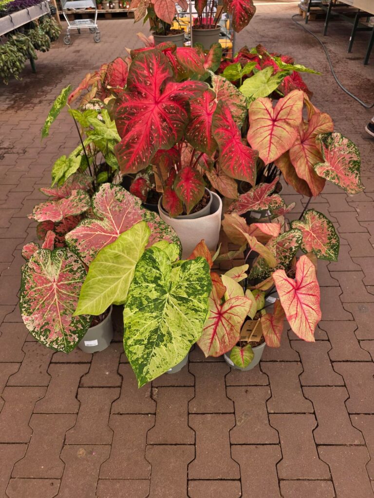 Lovely Caladium display ❤️🩷