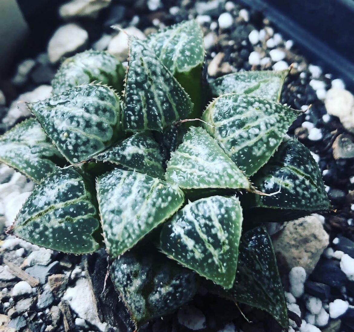 haworthia ‘yuki keshiki’