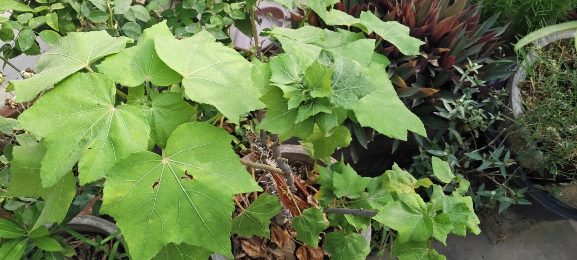 My flowers plant leaves are boulding why?