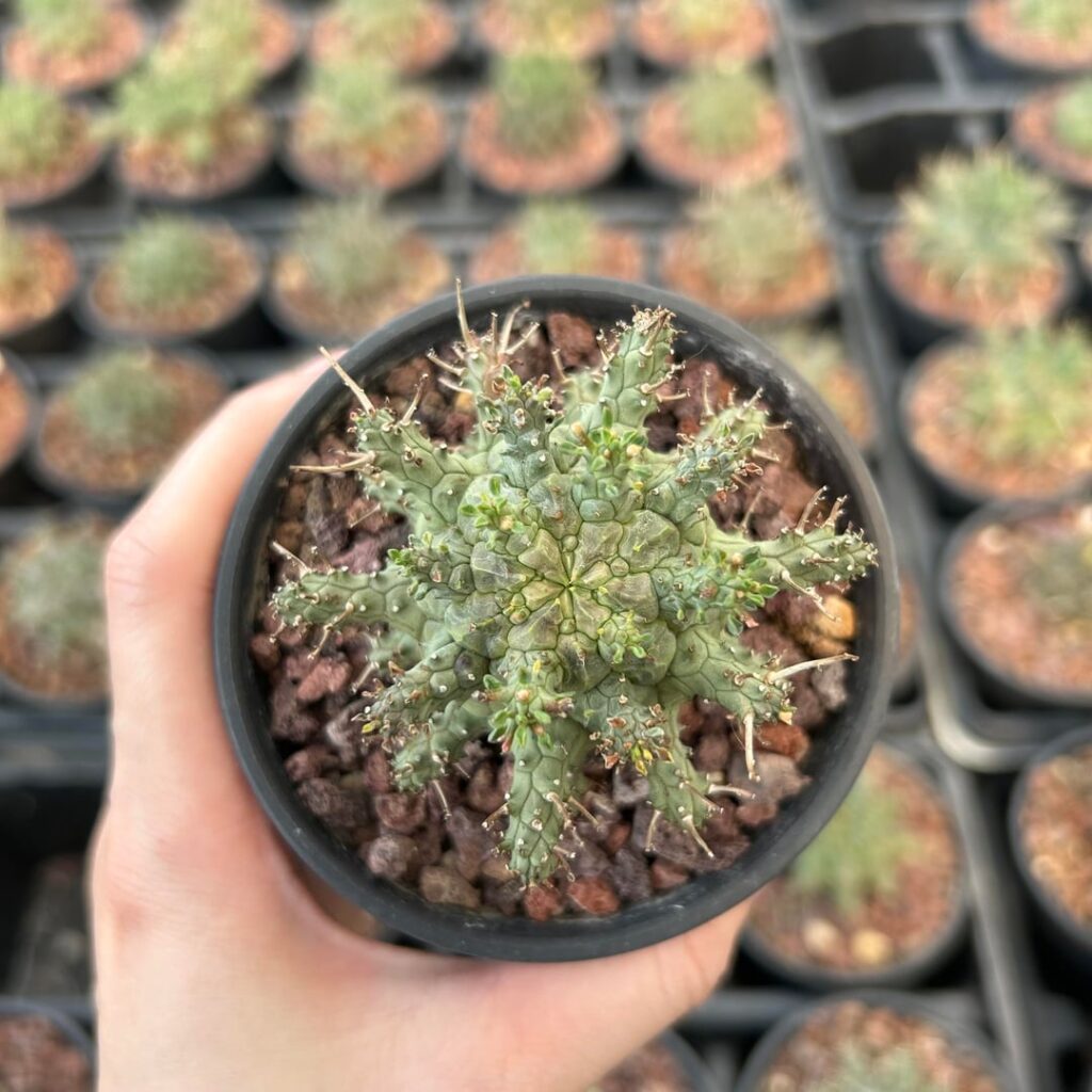 Euphorbia decepta