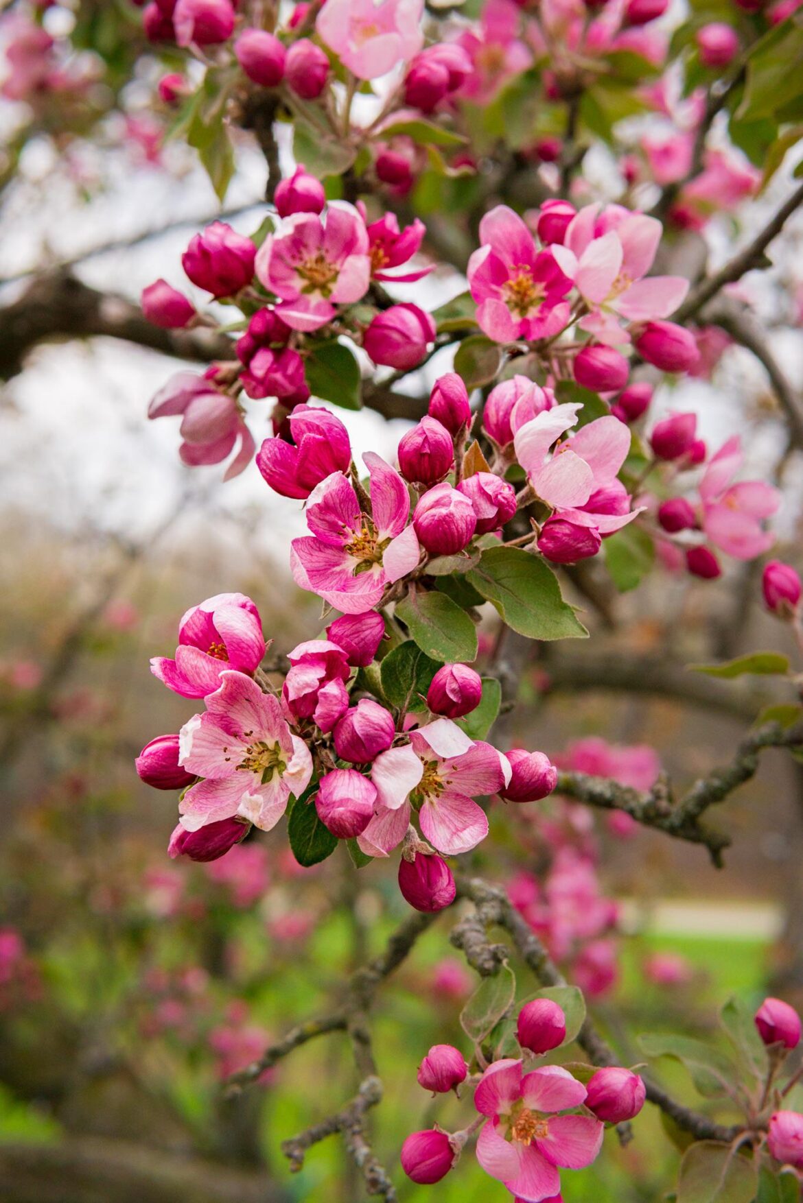 Apple blossoms currently in Michigan