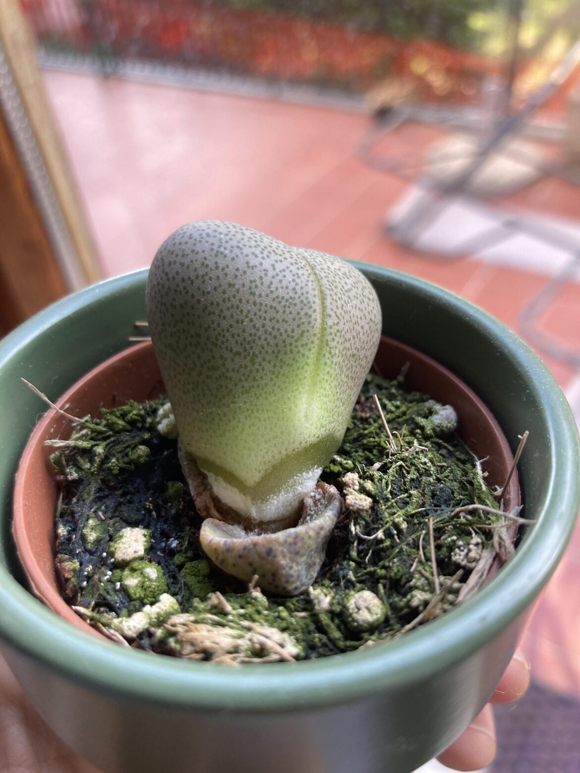 What’s wrong? Did I water it too much?