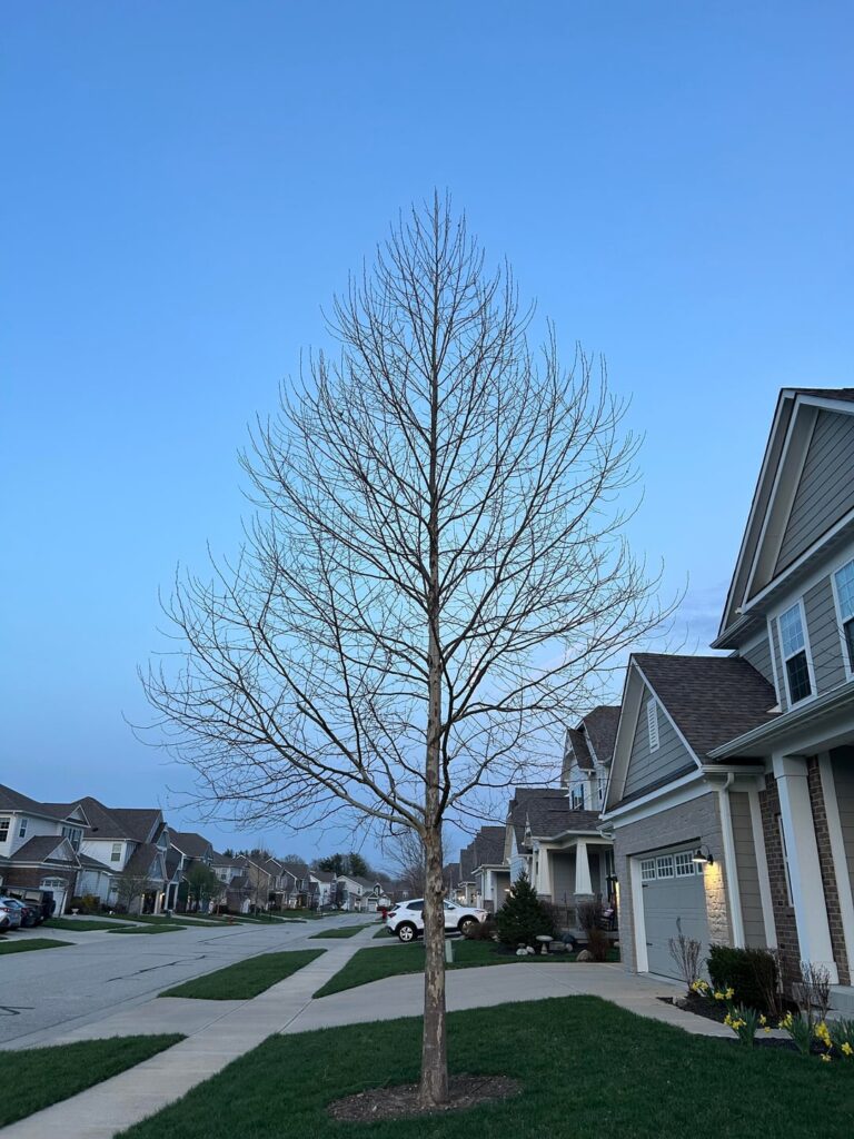 What height do you quit trying to prune for a strong central leader? What height do you quit trying to prune for a strong central leader?