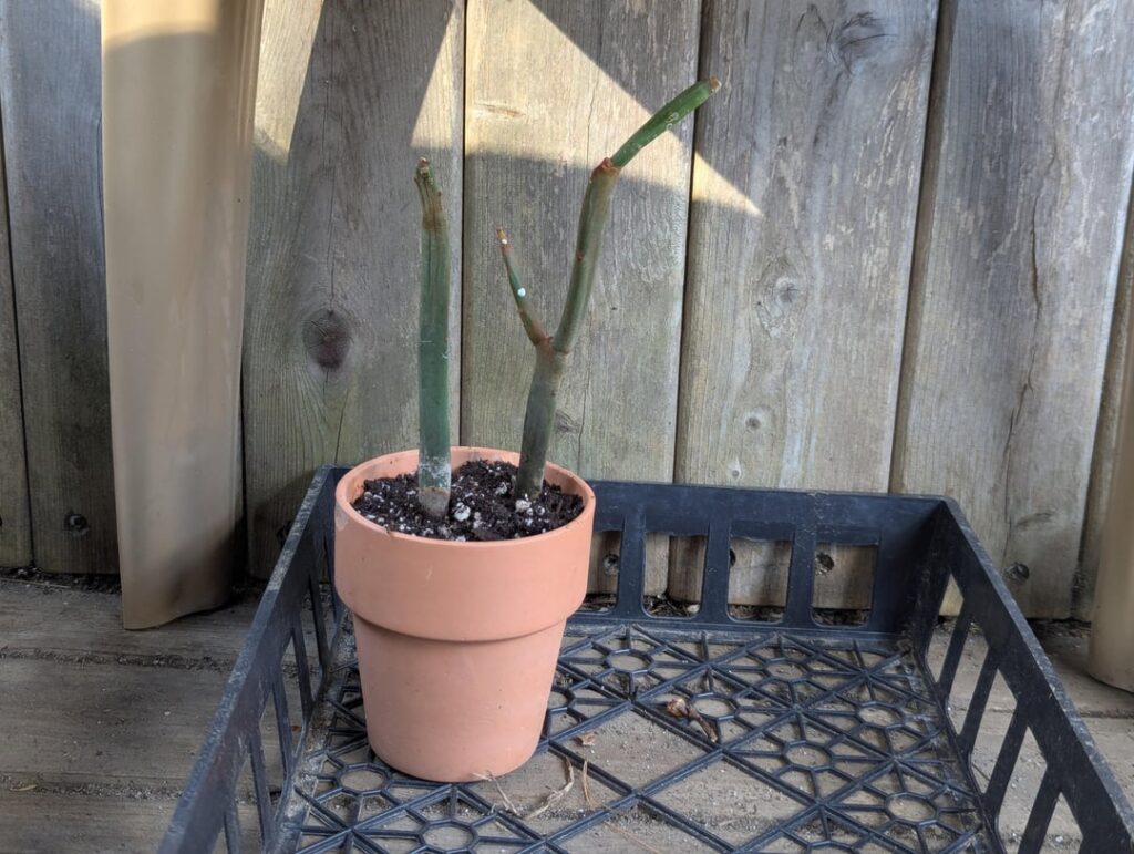 What species is this?