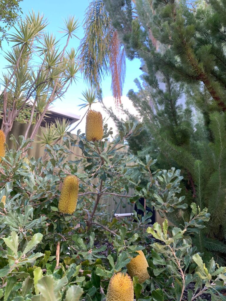 Banksias flowering lately
