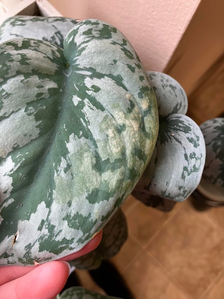 Spots on Satin Pothos